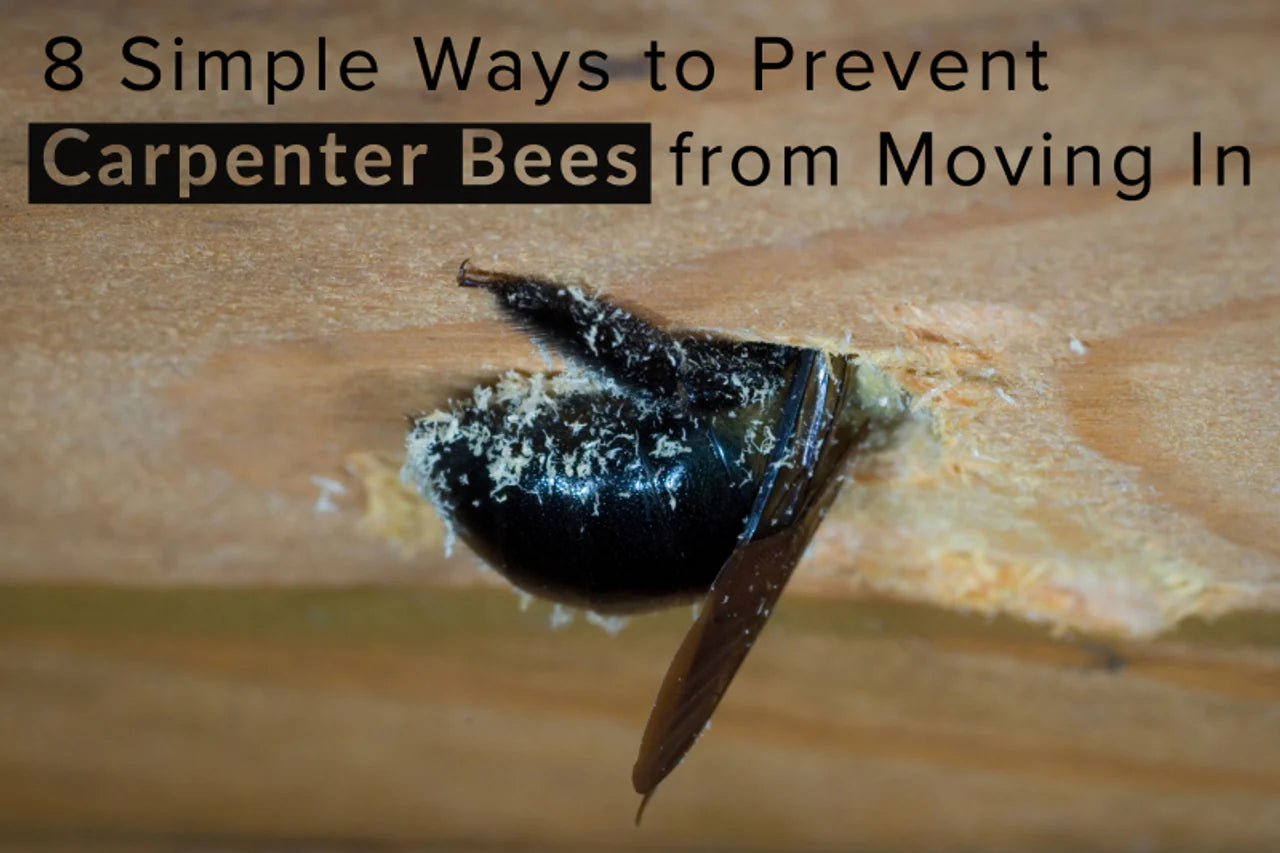 8 Simple Ways to Prevent Carpenter Bees from Moving In