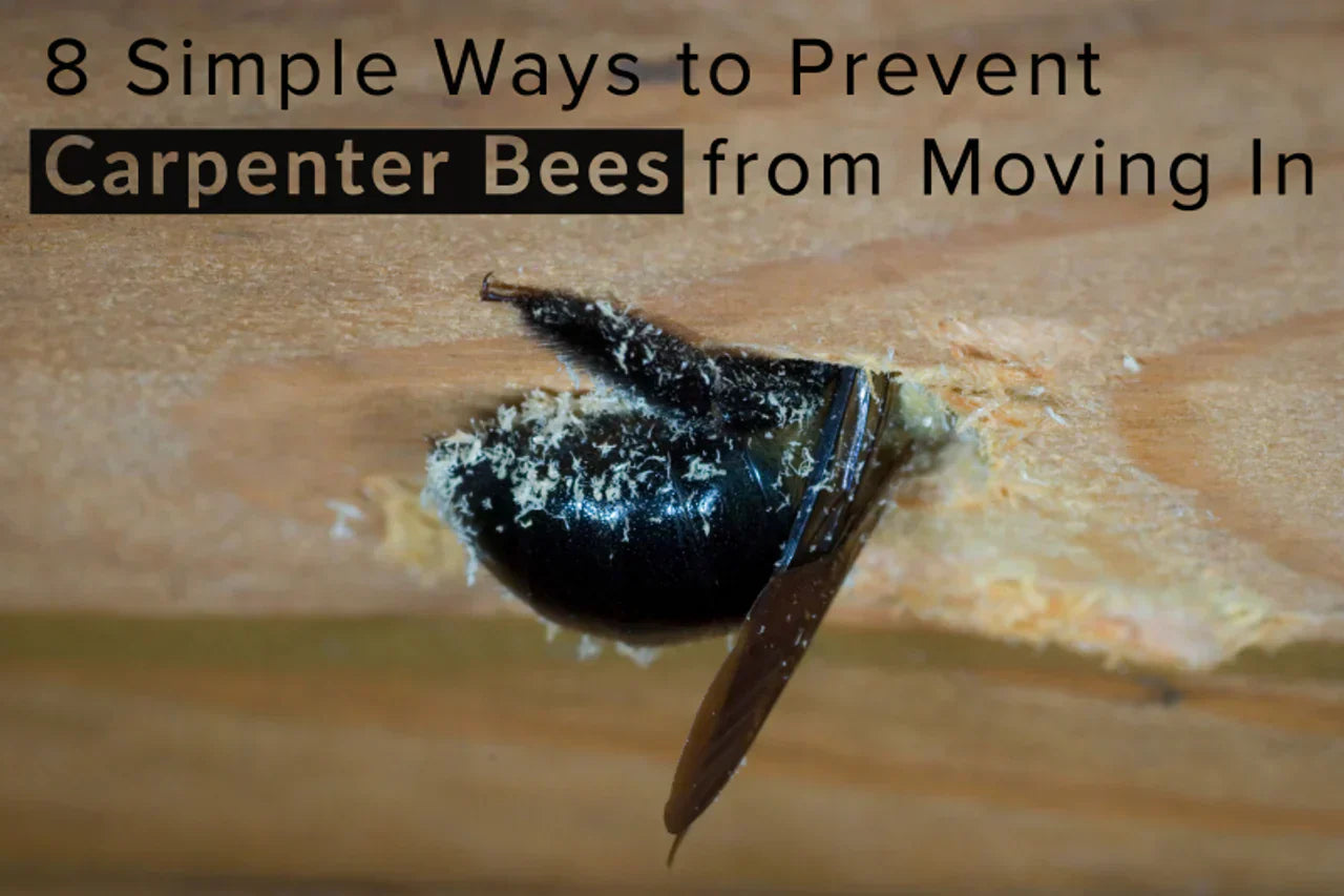 8 Simple Ways to Prevent Carpenter Bees