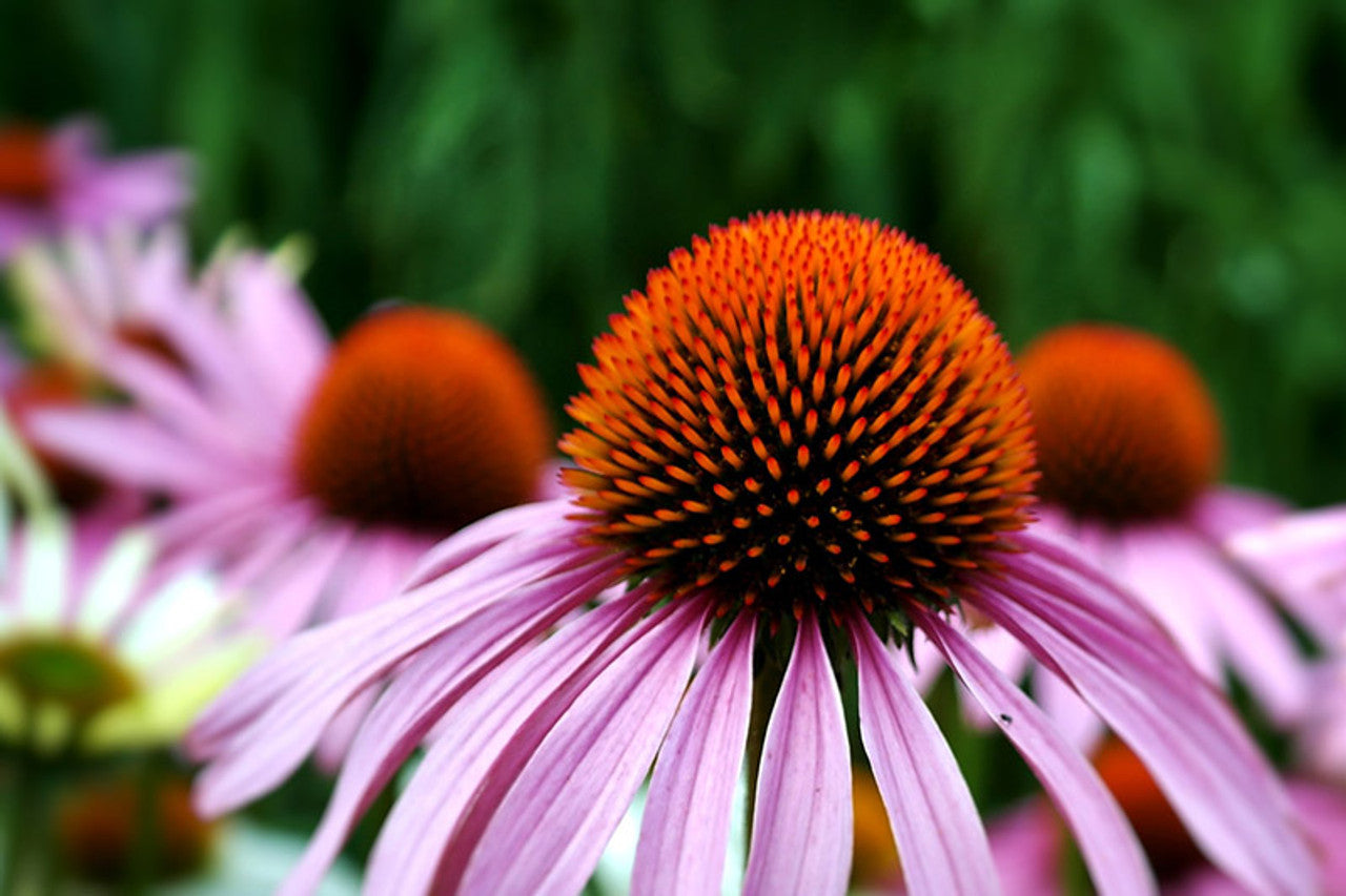 How To - A Guide to Native Plant Gardening