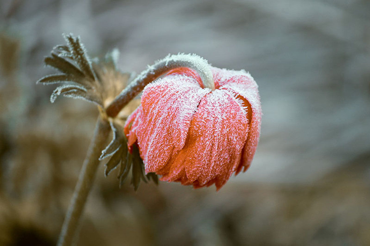 5 Tips To Winterize Your Garden