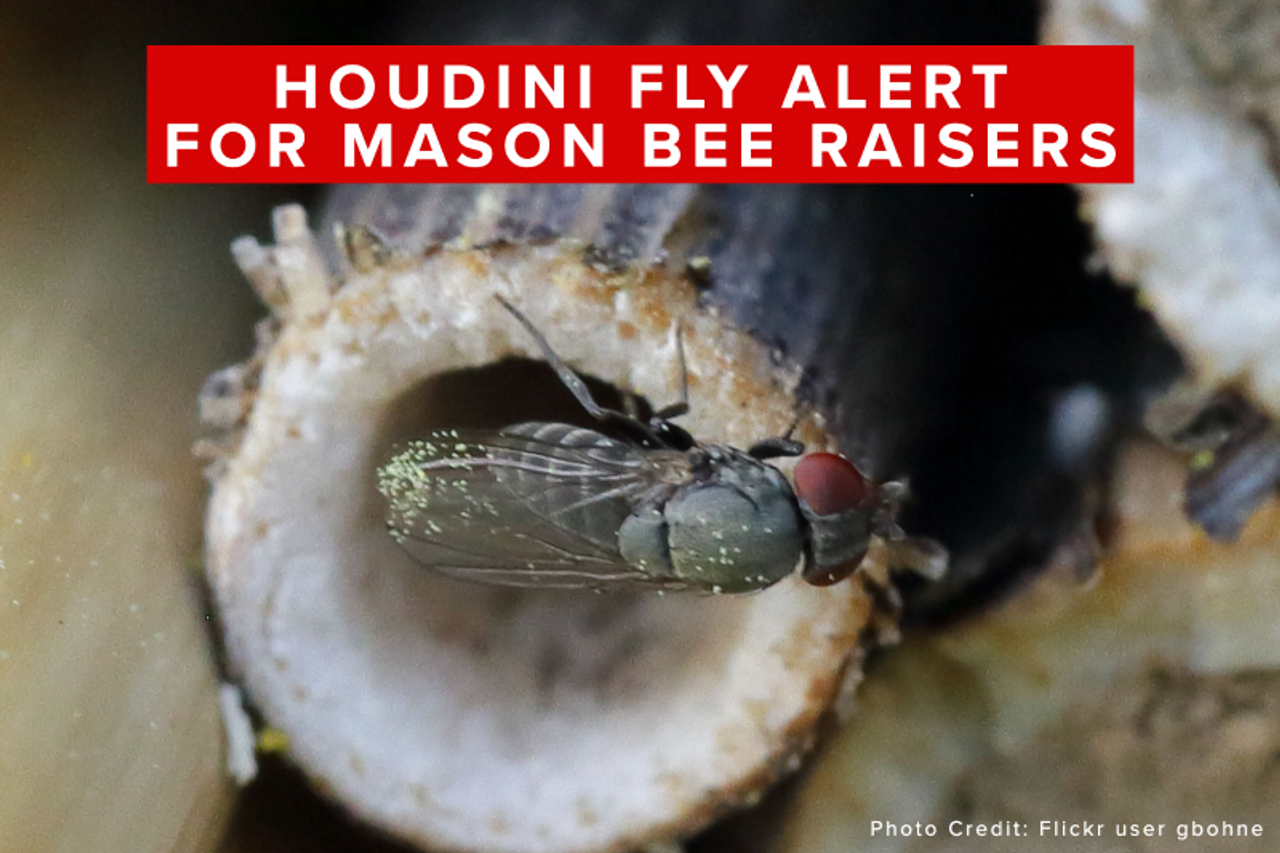 Houdini Fly Alert for Mason Bee Raisers
