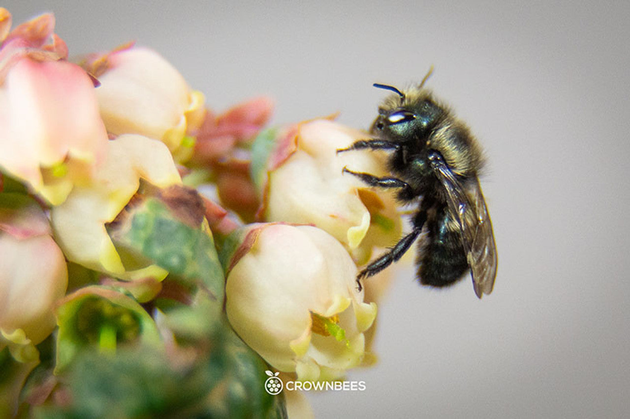 Climate Change: It's Bad for Bees