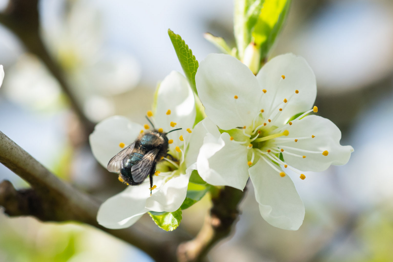 Read This Before You Buy Bees