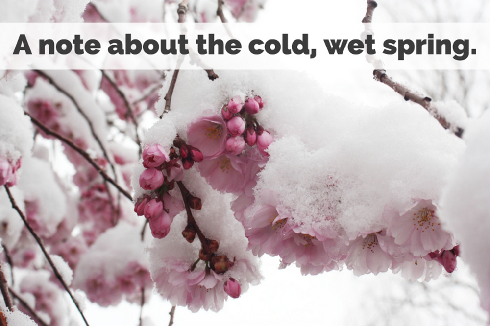 A note about the cold, wet spring.