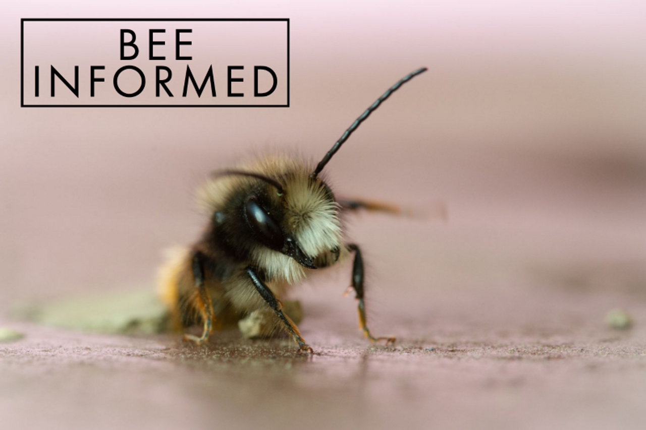 Bee Informed: Pesticides and Future Generations of Bees, Honey Bee Origin, and A Win for Pollinators