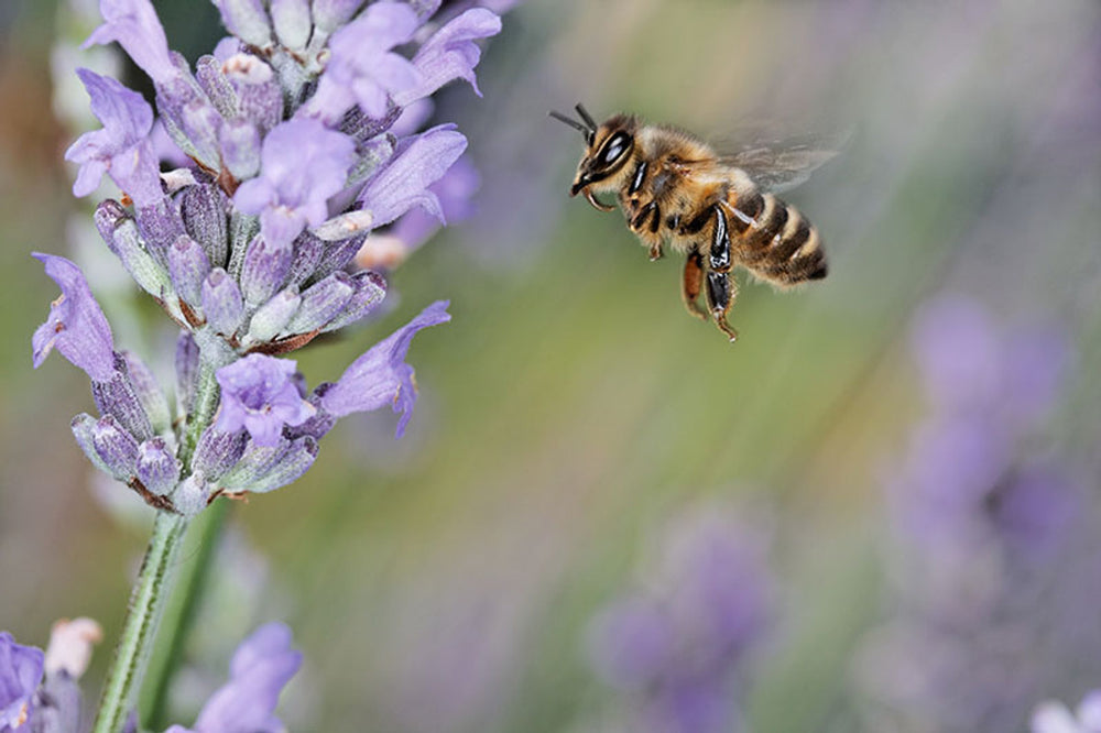 Pollinator Conservation: Time to Focus on Native Bees