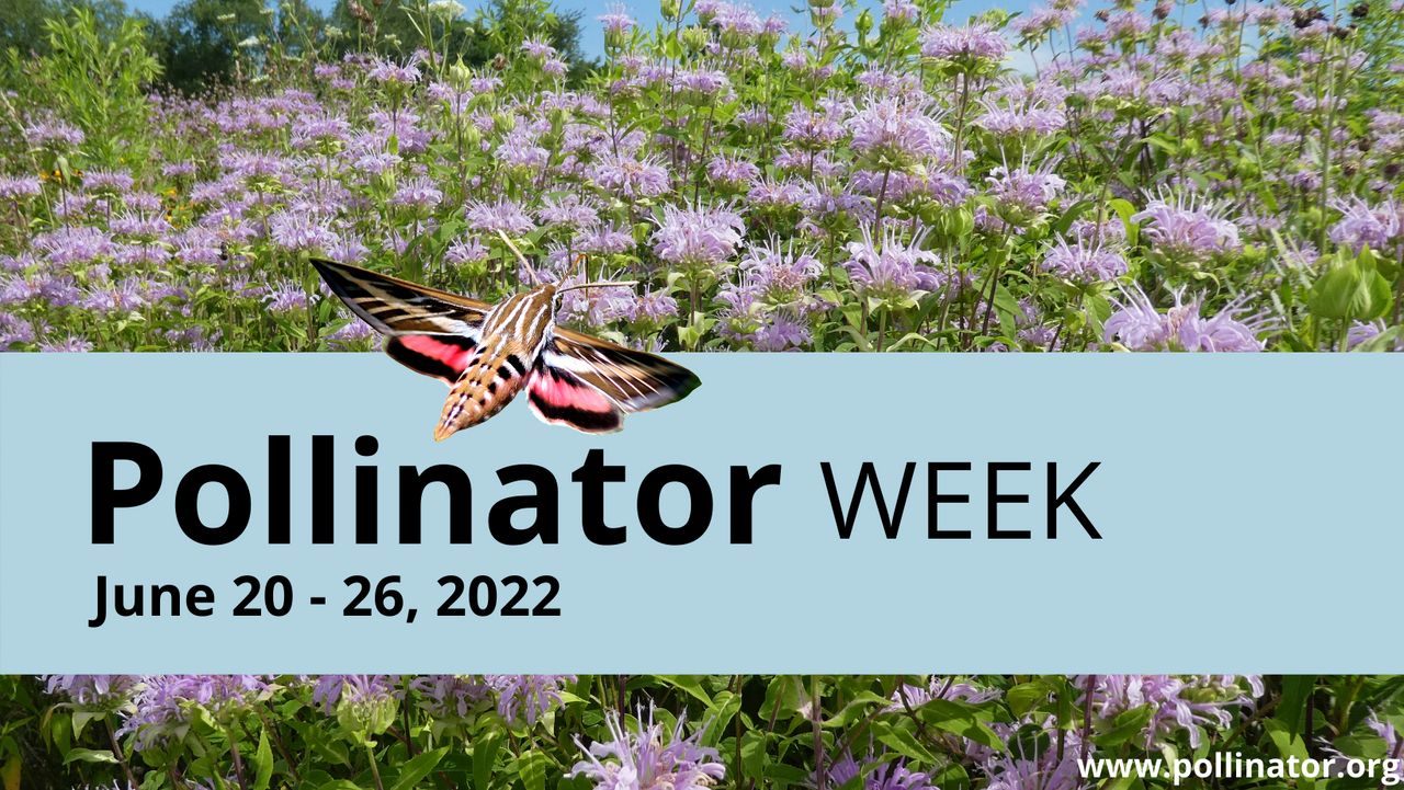 Pollinator Week 2022