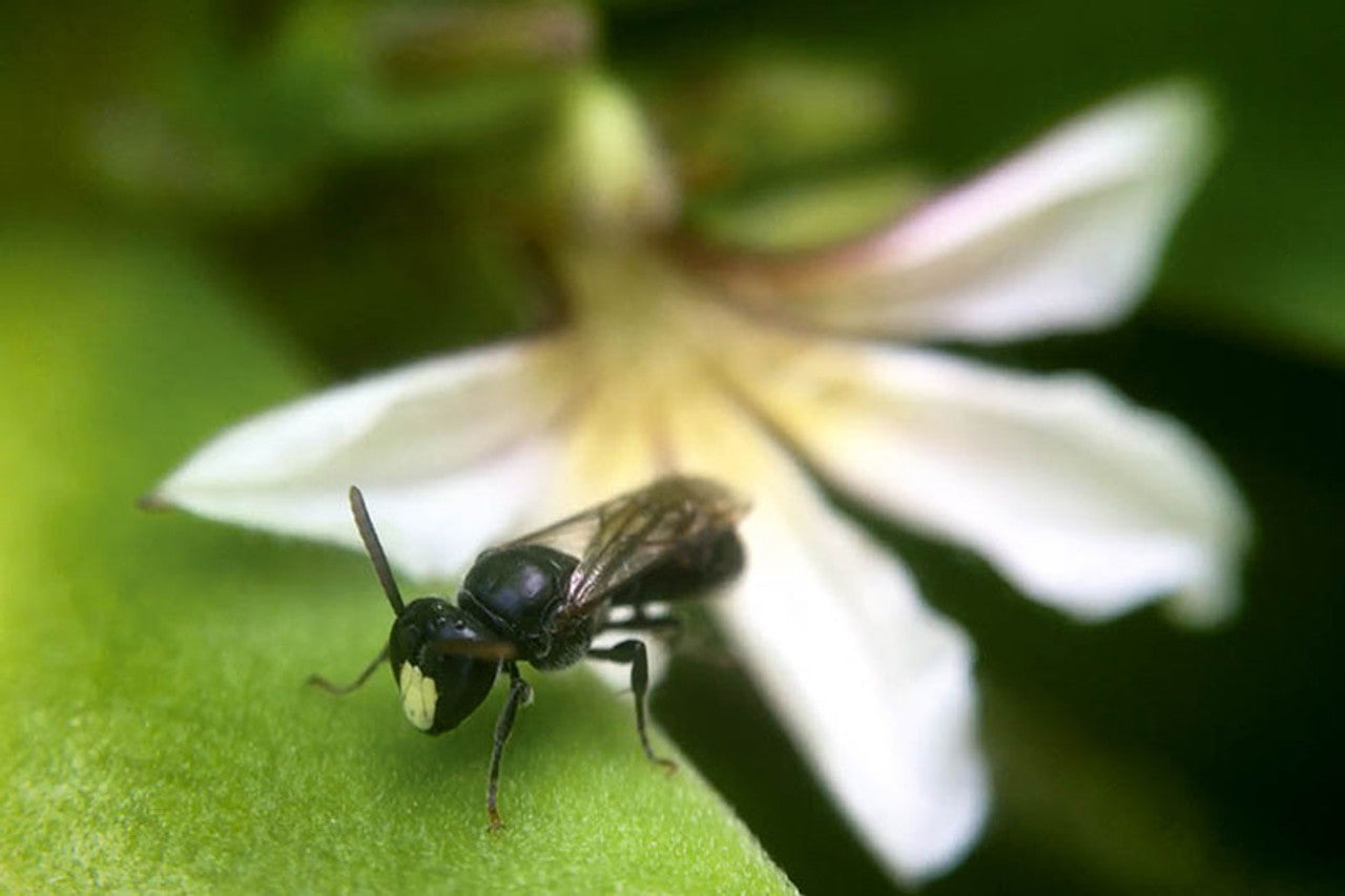 4 Ways to Help Hawaii's Endangered Bees