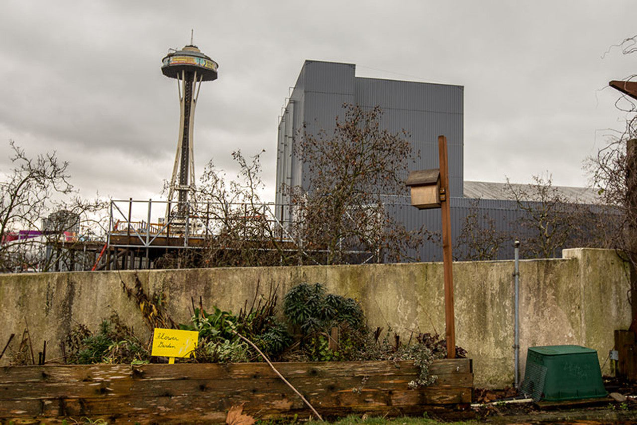 Seattle's UpGarden Raises Solitary Bees