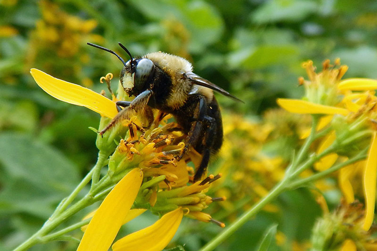 Messing with the Microbes within their Hive-Stored Pollen Hurts Bumble Bees