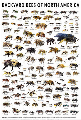 Backyard Bees of North America Poster