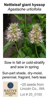 Agastache urticifolia (Nettleleaf giant hyssop)