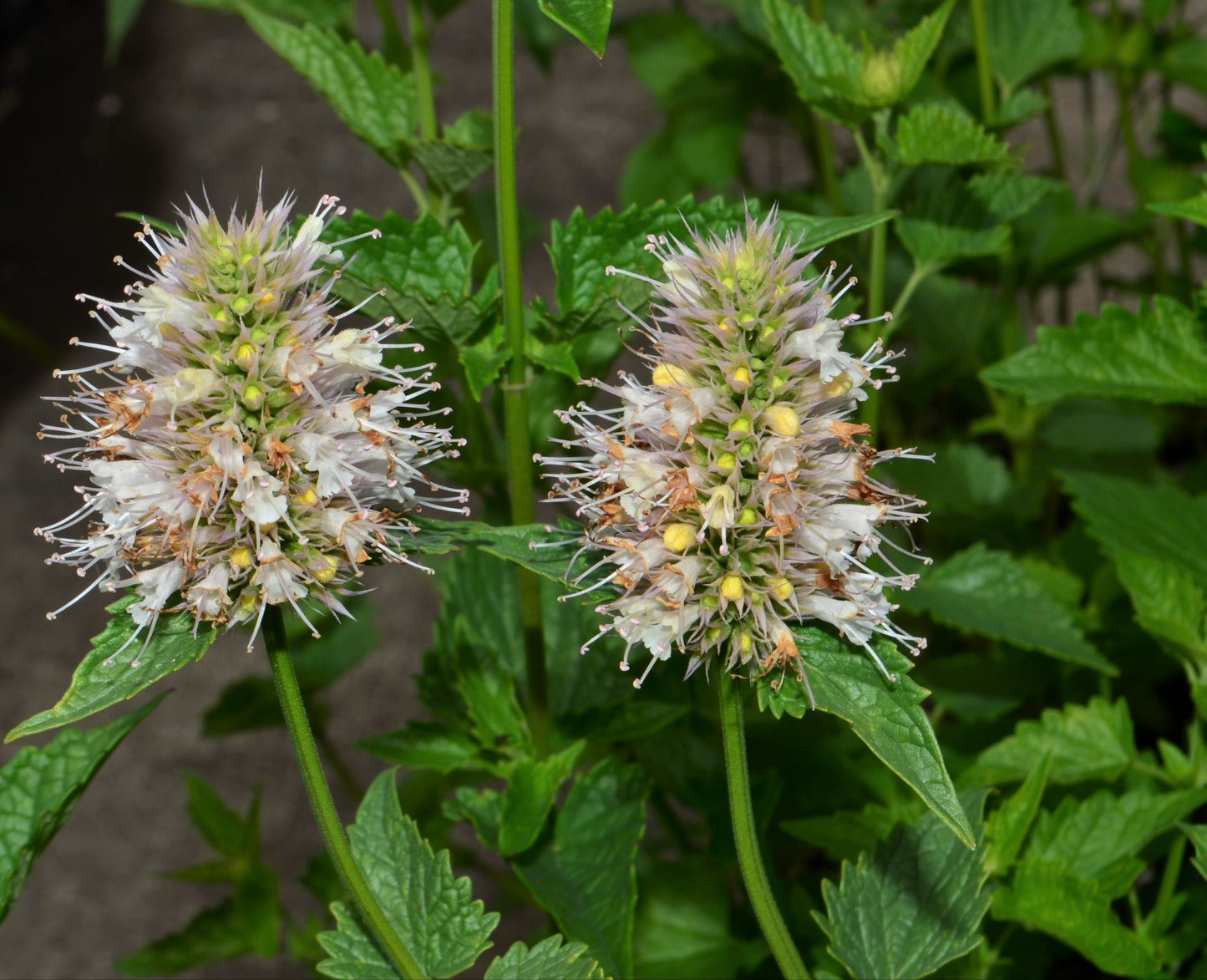 Agastache urticifolia (Nettleleaf giant hyssop)