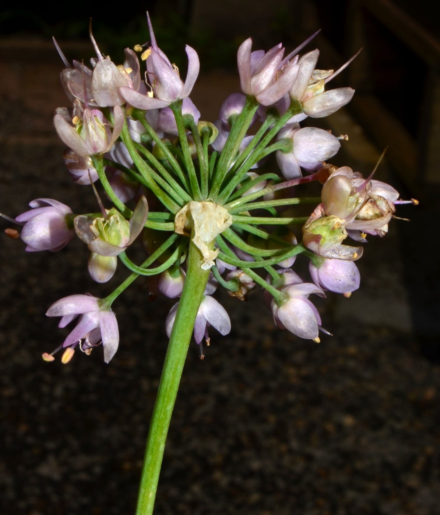 Allium cernuum (Nodding onion)