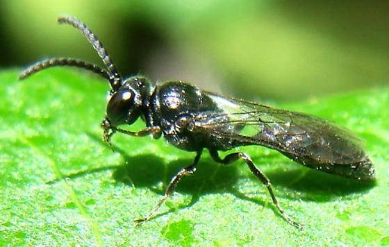 Passaloecus