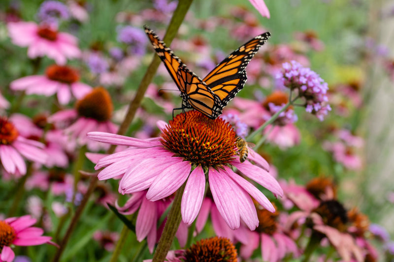 POLLINATOR GARDENS: NATIVE PLANTS AND CONSISTENT BLOOMS