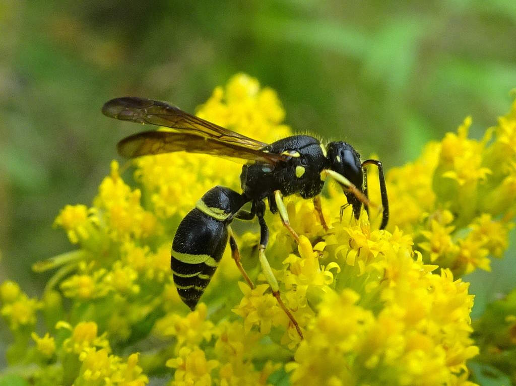 Ancistrocerus