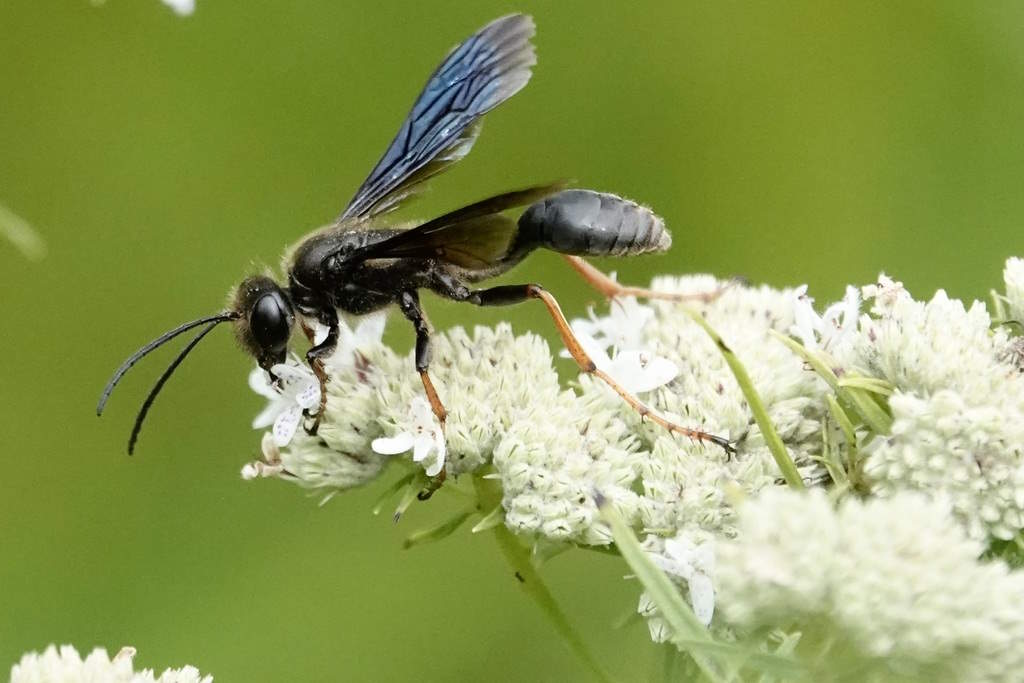 Isodontia