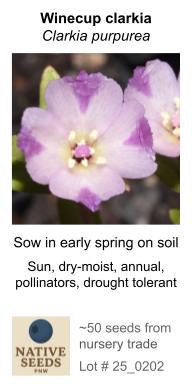 Clarkia purpurea (Winecup clarkia)