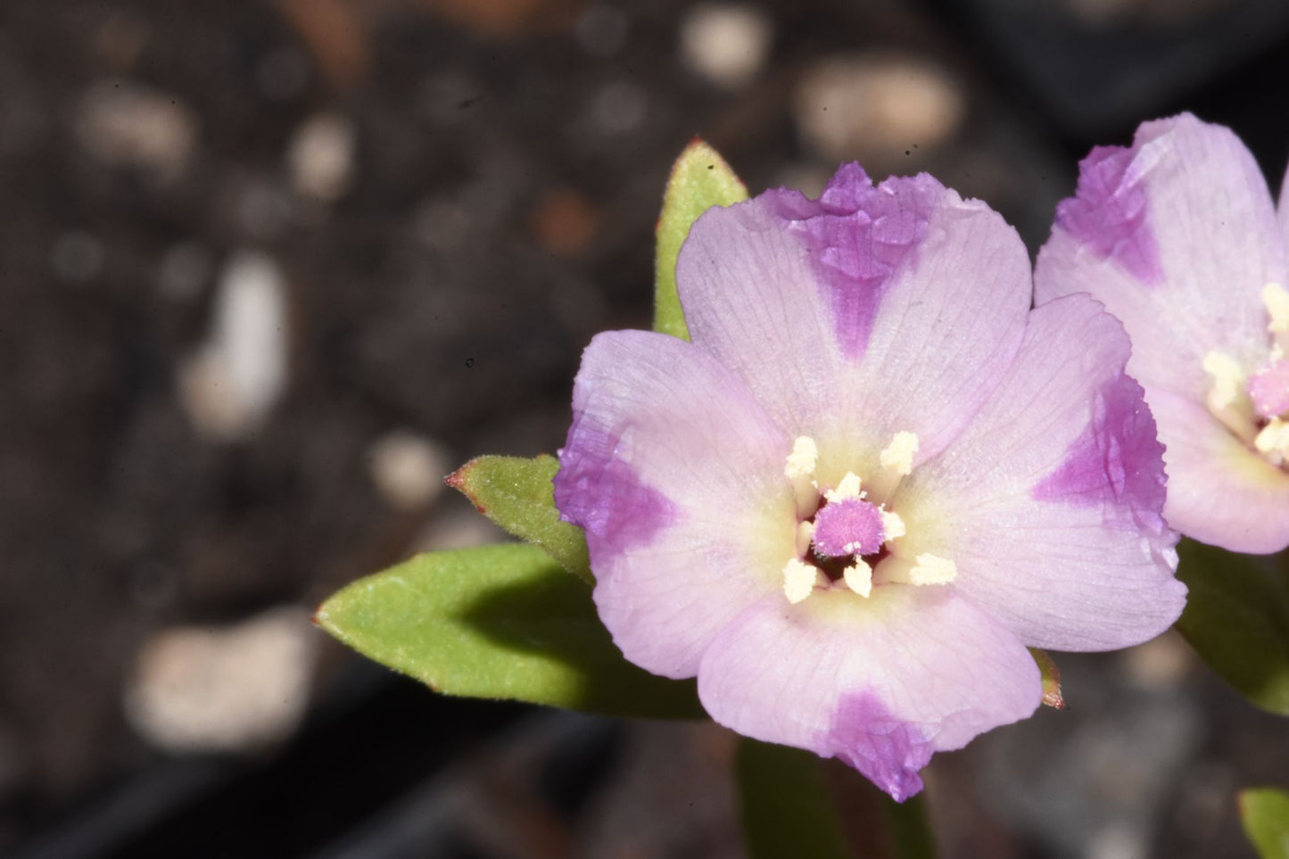 Clarkia purpurea (Winecup clarkia)