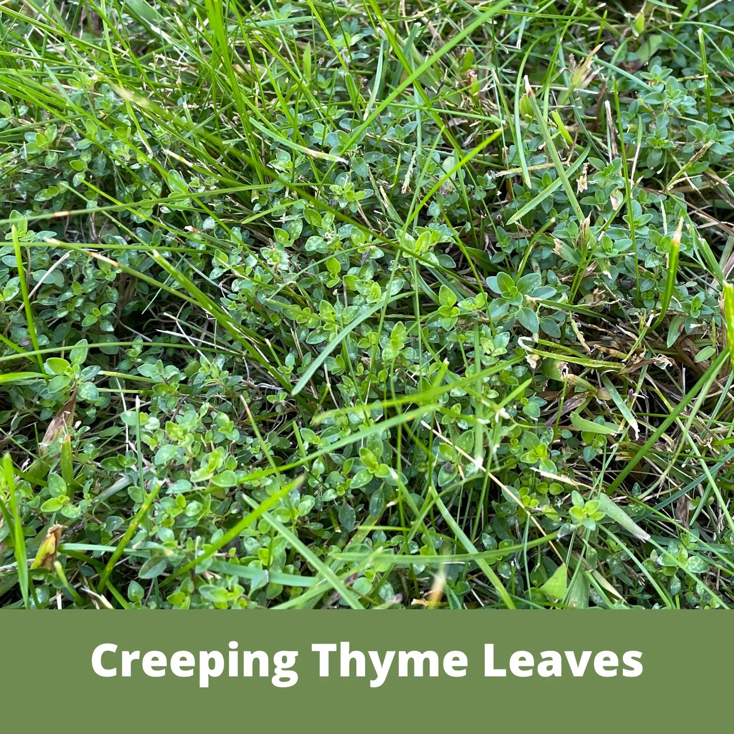 creeping thyme seeds or plants Creeping Thyme Seed Pouch