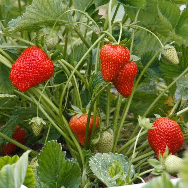 Allstar Strawberry Plants (Bundle of Approximately 25)