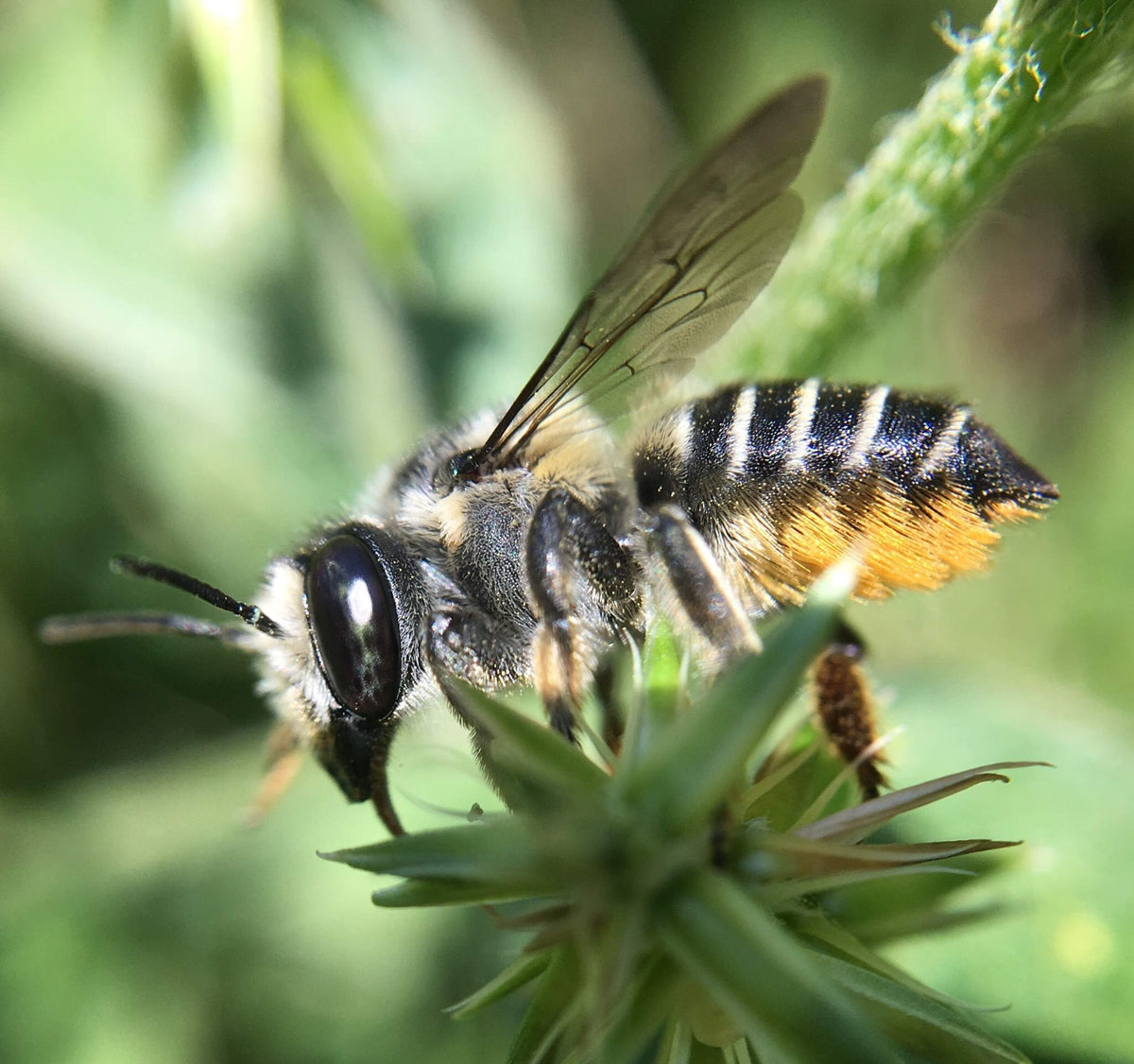 Megachile