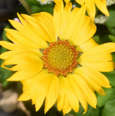 Gaillardia aristata (Blanketflower)