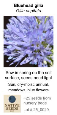 Gilia capitata (Bluehead gilia)