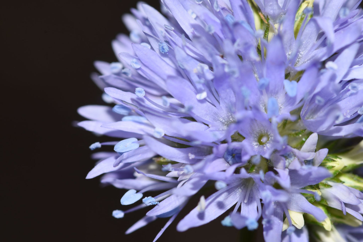 Gilia capitata (Bluehead gilia)