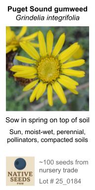 Grindelia integrifolia (Puget Sound gumweed)