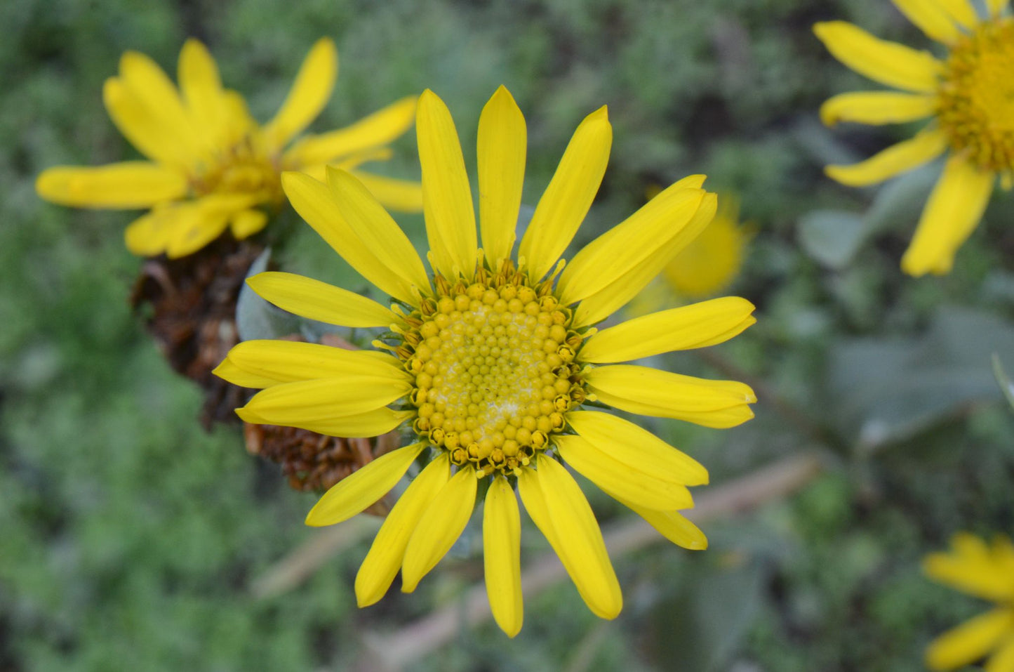 Grindelia integrifolia (Puget Sound gumweed)