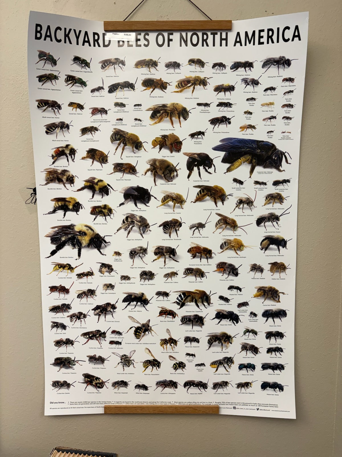 Backyard Bees of North America Poster