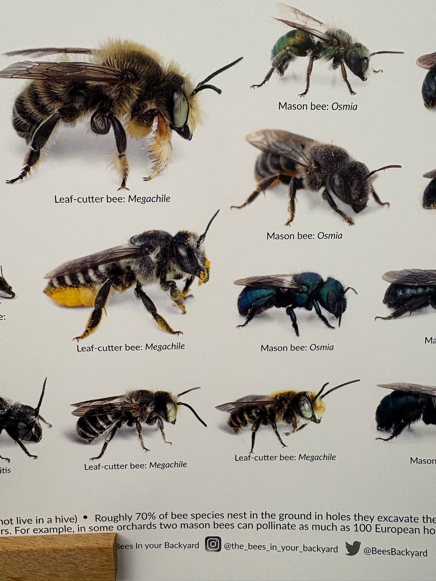 
                  
                    Backyard Bees of North America Poster
                  
                