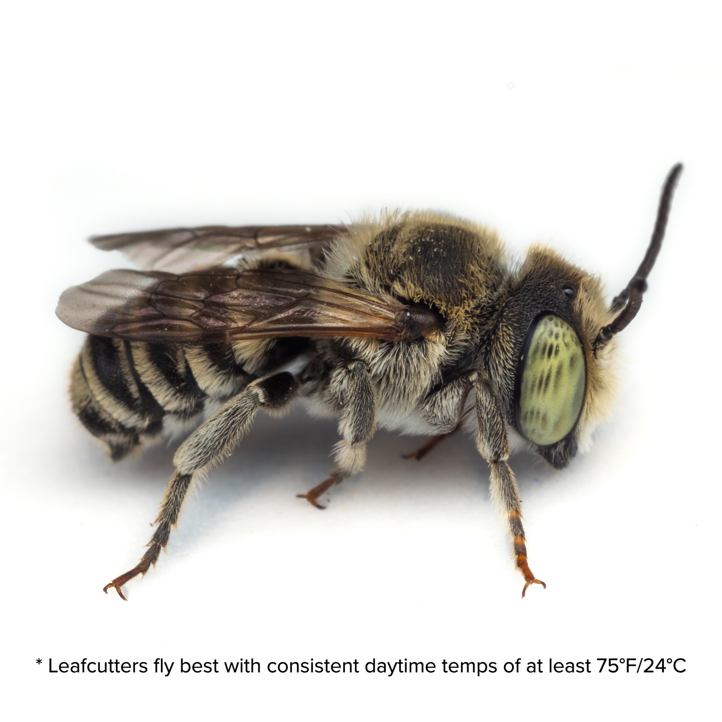 Summer Leafcutter Bees - 200ct