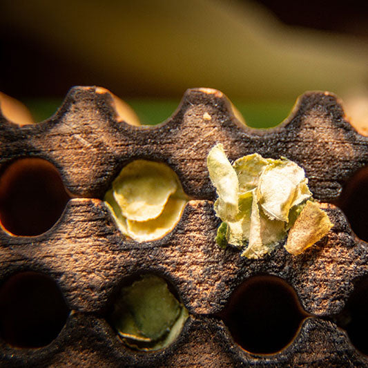 
                  
                    Leafcutter Bees | 200+ Count, Buy 2 Sets, Get 25% Off
                  
                