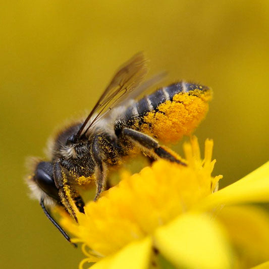 Leafcutter Bees | 200+ Count, Buy 2 Sets, Get 25% Off