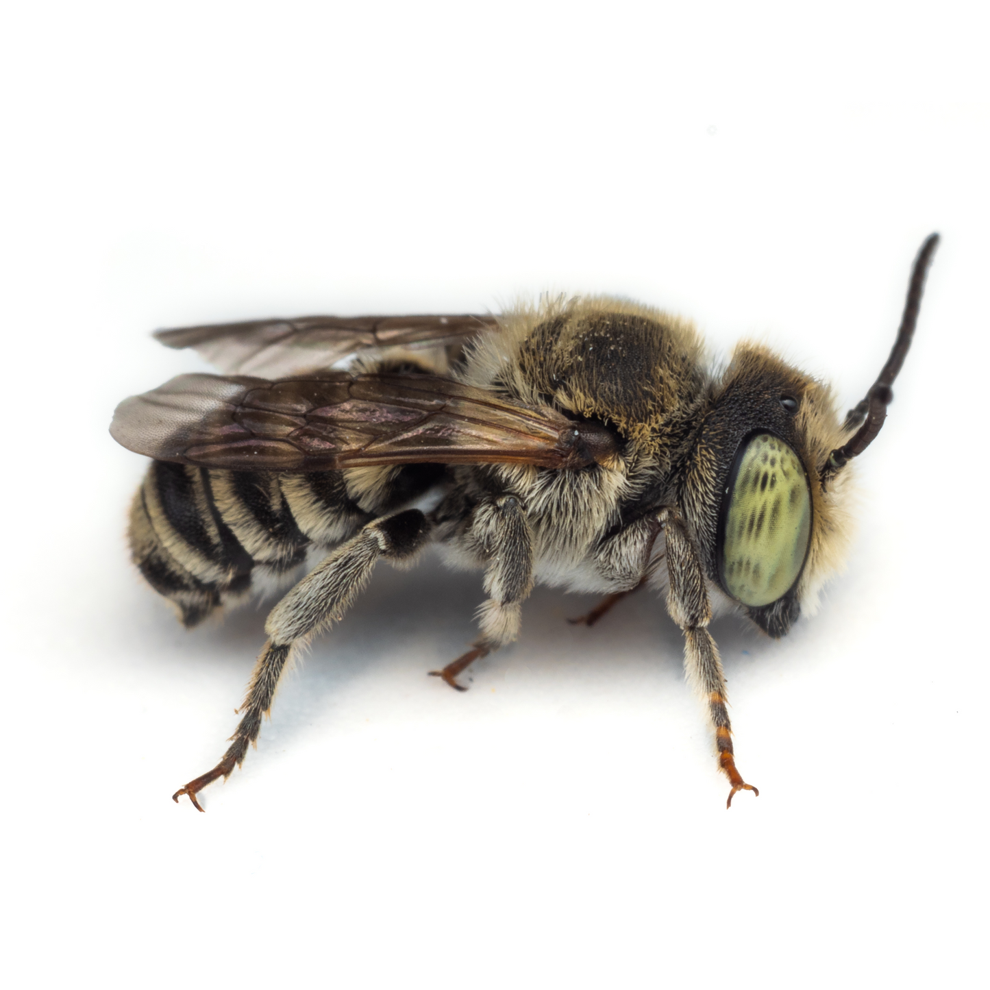 
                  
                    Leafcutter Bees | 200+ Count, Buy 2 Sets, Get 25% Off
                  
                