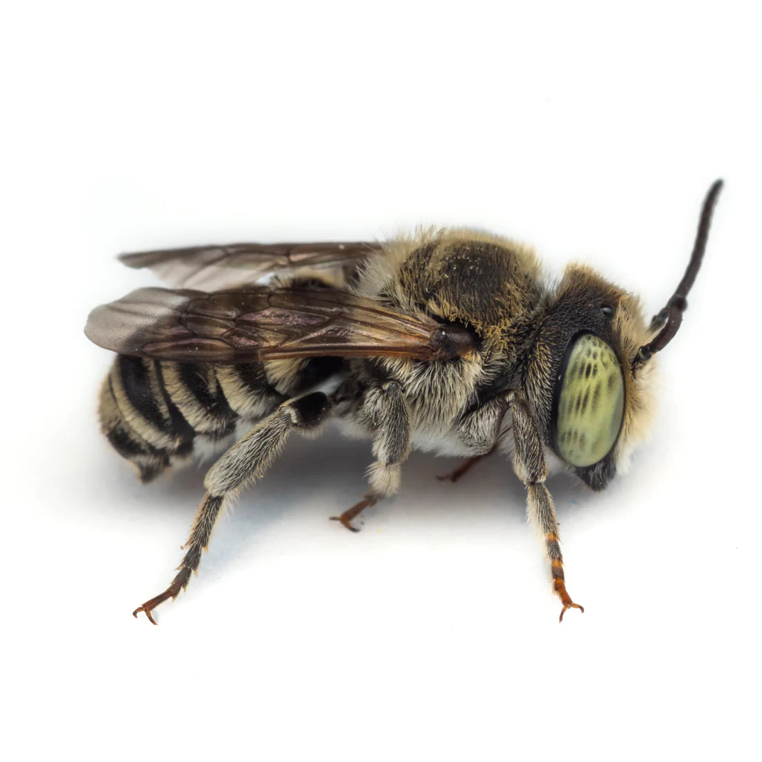 
                  
                    Station Kit with Bees
                  
                