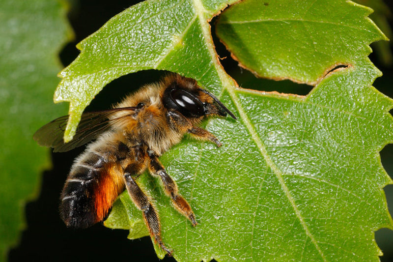 PROVIDING LEAVES FOR LEAFCUTTER BEES