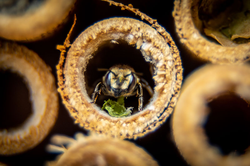 Summer Leaf bee cutting leaf pieces