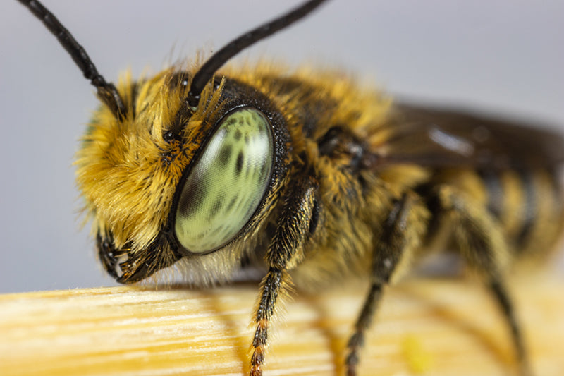 LEAFCUTTER BEE CHARACTERISTICS AND IDENTIFICATION