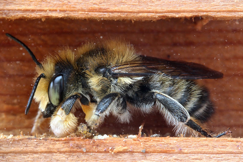 INCUBATING LEAFCUTTER BEES