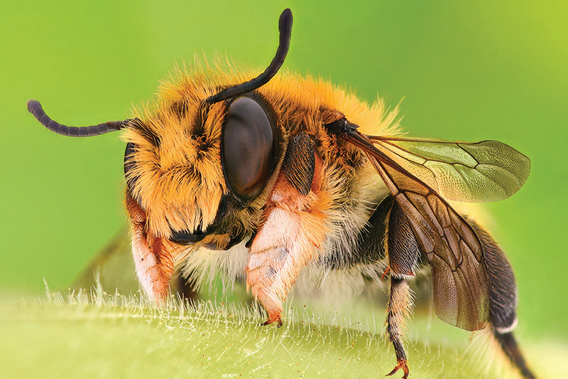 READ THIS BEFORE YOU BUY BEES
