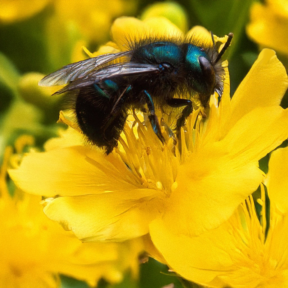 Garden Club Spring Mason Bee PowerPoint Presentation