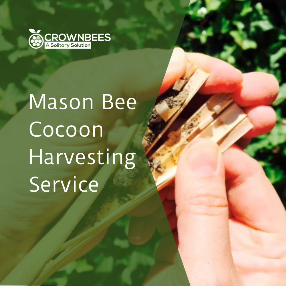 Cocoon Harvest Service