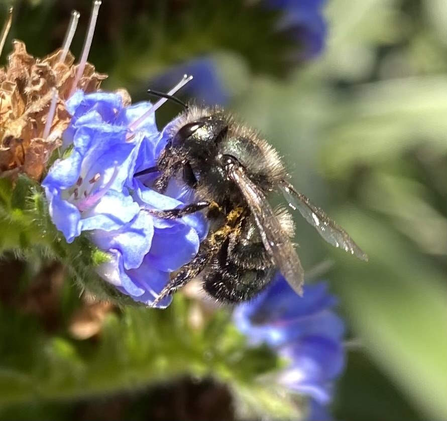 Osmia