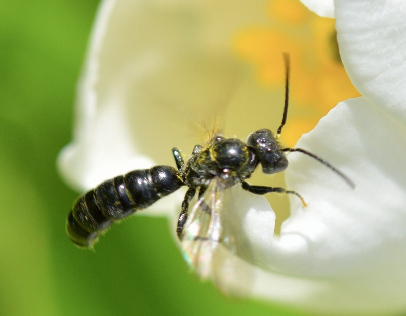 Chelostoma