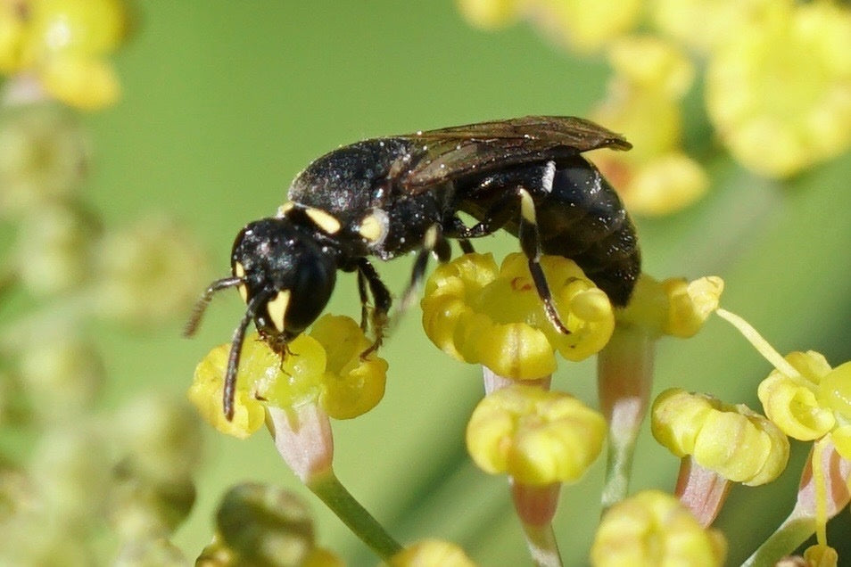 Hylaeus