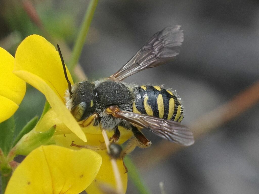 Anthidium (Wool carder Bees)
